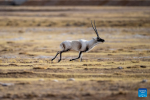 A male Tibetan antelope gallops at the Qiangtang National Nature Reserve in the northern part of southwest China`s Xizang Autonomous Region, Dec. 16, 2023. Winter is the mating season for Tibetan antelopes living at the Qiangtang National Nature Reserve. The three-week mating season is the only period of time throughout the year when a male antelope is seen together with the female ones.  Dubbed the `paradise of wild animals,` Qiangtang National Nature Reserve is home to over 30 kinds of wild animals listed on national-level protection catalogue, including Tibetan antelopes and wild yaks. (Xinhua/Jiang Fan)