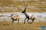 A male Tibetan antelope (R) pursues a female one for mating at the Qiangtang National Nature Reserve in the northern part of southwest China`s Xizang Autonomous Region, Dec. 16, 2023. Winter is the mating season for Tibetan antelopes living at the Qiangtang National Nature Reserve. The three-week mating season is the only period of time throughout the year when a male antelope is seen together with the female ones.  Dubbed the `paradise of wild animals,` Qiangtang National Nature Reserve is home to over 30 kinds of wild animals listed on national-level protection catalogue, including Tibetan antelopes and wild yaks. (Xinhua/Jiang Fan)