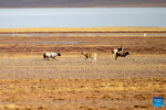 A male Tibetan antelope (1st L) pursues a female one for mating at the Qiangtang National Nature Reserve in the northern part of southwest China`s Xizang Autonomous Region, Dec. 17, 2023. Winter is the mating season for Tibetan antelopes living at the Qiangtang National Nature Reserve. The three-week mating season is the only period of time throughout the year when a male antelope is seen together with the female ones.  Dubbed the `paradise of wild animals,` Qiangtang National Nature Reserve is home to over 30 kinds of wild animals listed on national-level protection catalogue, including Tibetan antelopes and wild yaks. (Xinhua/Jiang Fan)
