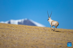 A male Tibetan antelope gallops at the Qiangtang National Nature Reserve in the northern part of southwest China`s Xizang Autonomous Region, Dec. 17, 2023. Winter is the mating season for Tibetan antelopes living at the Qiangtang National Nature Reserve. The three-week mating season is the only period of time throughout the year when a male antelope is seen together with the female ones.  Dubbed the `paradise of wild animals,` Qiangtang National Nature Reserve is home to over 30 kinds of wild animals listed on national-level protection catalogue, including Tibetan antelopes and wild yaks. (Xinhua/Jiang Fan)