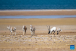 A male Tibetan antelope (1st R) guards its female partners after winning the mating right at the Qiangtang National Nature Reserve in the northern part of southwest China`s Xizang Autonomous Region, Dec. 16, 2023. Winter is the mating season for Tibetan antelopes living at the Qiangtang National Nature Reserve. The three-week mating season is the only period of time throughout the year when a male antelope is seen together with the female ones.  Dubbed the `paradise of wild animals,` Qiangtang National Nature Reserve is home to over 30 kinds of wild animals listed on national-level protection catalogue, including Tibetan antelopes and wild yaks. (Xinhua/Jiang Fan)