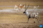 A male Tibetan antelope rushes to the female ones at the Qiangtang National Nature Reserve in the northern part of southwest China`s Xizang Autonomous Region, Dec. 16, 2023. Winter is the mating season for Tibetan antelopes living at the Qiangtang National Nature Reserve. The three-week mating season is the only period of time throughout the year when a male antelope is seen together with the female ones.  Dubbed the `paradise of wild animals,` Qiangtang National Nature Reserve is home to over 30 kinds of wild animals listed on national-level protection catalogue, including Tibetan antelopes and wild yaks. (Xinhua/Jiang Fan)