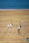 Male Tibetan antelopes compete for mating right at the Qiangtang National Nature Reserve in the northern part of southwest China`s Xizang Autonomous Region, Dec. 16, 2023. Winter is the mating season for Tibetan antelopes living at the Qiangtang National Nature Reserve. The three-week mating season is the only period of time throughout the year when a male antelope is seen together with the female ones.  Dubbed the `paradise of wild animals,` Qiangtang National Nature Reserve is home to over 30 kinds of wild animals listed on national-level protection catalogue, including Tibetan antelopes and wild yaks. (Photo by Tenzin Norbu/Xinhua)