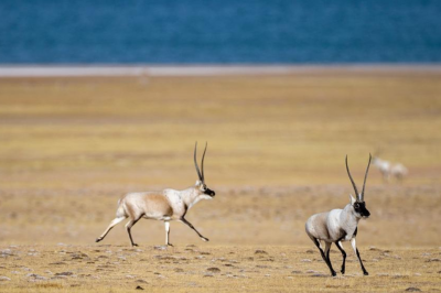 Tibetan antelopes in China's Xizang enter mating season