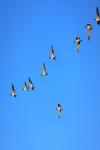 Black-necked cranes soar in formation through the sky. [By Zheng Yuanjian/for chinadaily.com.cn] 
