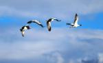 Black-necked cranes soar in formation through the sky. [By Zheng Yuanjian/for chinadaily.com.cn]