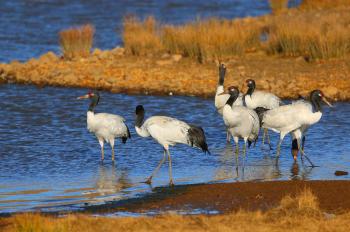 Black-necked crane conservation efforts pay off