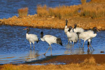Black-necked crane conservation efforts pay off