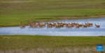 Tibetan antelopes are pictured by Kelsang Lhundrup as he patrols the Changtang National Nature Reserve in southwest China`s Xizang Autonomous Region, Aug. 12, 2023.  Changtang National Nature Reserve is located in the northern part of southwest China`s Xizang Autonomous Region. With a total area of about 298,000 square kilometers, the reserve is home to over 30 wild animal species listed on China`s national-level protection catalogue, such as the Tibetan antelope and the wild yak.  Norbu Yugyel wildlife protection station, named after a heroic ranger who died in a fight against poaching, is among the 73 wildlife protection stations established at the Changtang National Nature Reserve since 2015. It guards the main road leading to the no-man`s land of Changtang.  Kelsang Lhundrup, 35, leads a team of 14 rangers at the Norbu Yugyel wildlife protection station. Kelsang loves documenting wild animals, the starry sky, and everything along his patrol routes. `While everyone is chasing broad dreams, the Changtang grassland is what we rangers want to guard. I love my work here, and I`m going to pass on this mission,` said Kelsang. (Photo by Kelsang Lhundrup/Xinhua)