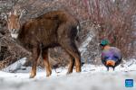 A Himalayan monal and a Himalayan goral are pictured in Shannan City of southwest China`s Xizang Autonomous Region, Jan. 17, 2024. (Xinhua/Tenzing Nima Qadhup)