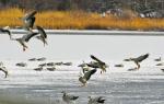 Bar-headed geese are seen at Lhalu wetland in Lhasa, Southwest China`s Xizang autonomous region, Jan 18, 2024. Snow fell in Lhasa on Thursday.[Photo/Xinhua]