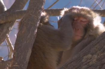 Explore macaque society in SW China's Xizang