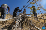 Villagers of the Donggar community transfer saplings by cableway in Lhasa, southwest China`s Xizang Autonomous Region, March 12, 2024.(Xinhua/Jigme Dorje)