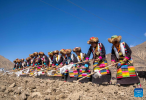 Farmers participate in a ceremony marking the start of spring farming in Gyaimain Village in Qonggyai County of Shannan, southwest China`s Xizang Autonomous Region, March 16, 2024. (Xinhua/Tenzing Nima Qadhup)
