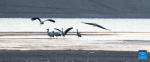 Black-necked cranes are seen at a reservoir in Lhunzhub County of Lhasa, southwest China`s Xizang Autonomous Region, March 17, 2024. As the temperature gradually rises, black-necked cranes have started their migration from the reservoir in Lhunzhub County. The black-necked crane, a species under first-class state protection in China, mainly inhabits plateau meadows and marshes at an altitude of 2,500 to 5,000 meters. (Xinhua/Jigme Dorje)
