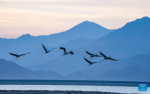 Black-necked cranes fly at a reservoir in Lhunzhub County of Lhasa, southwest China`s Xizang Autonomous Region, March 17, 2024. As the temperature gradually rises, black-necked cranes have started their migration from the reservoir in Lhunzhub County. The black-necked crane, a species under first-class state protection in China, mainly inhabits plateau meadows and marshes at an altitude of 2,500 to 5,000 meters. (Xinhua/Jigme Dorje)