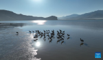 Black-necked cranes are seen at a reservoir in Lhunzhub County of Lhasa, southwest China`s Xizang Autonomous Region, March 17, 2024. As the temperature gradually rises, black-necked cranes have started their migration from the reservoir in Lhunzhub County. The black-necked crane, a species under first-class state protection in China, mainly inhabits plateau meadows and marshes at an altitude of 2,500 to 5,000 meters. (Xinhua/Jigme Dorje)
