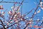 Breathtaking scenery of peach blossoms in Nyingchi, southwest China`s Xizang Autonomous Region. (Photo/China News Service)