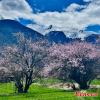 Breathtaking scenery of peach blossoms in Nyingchi, southwest China`s Xizang Autonomous Region. (Photo/China News Service)