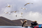Tourists feed brown-headed gulls by the Yamzbog Yumco Lake in southwest China`s Xizang Autonomous Region, April 5, 2024. (Xinhua/Jiang Fan)