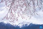 This photo taken on April 2, 2024 shows peach blossoms with Mount Namjagbarwa in the background near Suosong Village in Nyingchi, southwest China`s Xizang Autonomous Region. (Xinhua/Sun Fei)