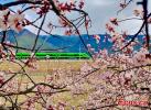 A Fuxing bullet train runs through peach blossoms on the Lhasa-Nyingchi railway in southwest China`s Xizang autonomous Region in April 7, 2024. (Photo: China News Service/Ma Shengming)