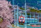 A Fuxing bullet train runs through peach blossoms on the Lhasa-Nyingchi railway in southwest China`s Xizang autonomous Region in April 7, 2024. (Photo: China News Service/Ma Shengming)