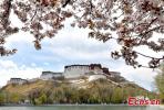 Potala Palace is surrounded by blooming flowers in Lhasa, Southwest China`s Xizang Autonomous Region, April 6, 2024. (Photo: China News Service/Li Lin)