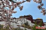 Potala Palace is surrounded by blooming flowers in Lhasa, Southwest China`s Xizang Autonomous Region, April 6, 2024. (Photo: China News Service/Li Lin)