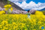 A tourist poses for photos at a cole flower field in a village of Nyingchi, southwest China`s Xizang Autonomous Region, April 6, 2024. (Xinhua/Sun Fei)