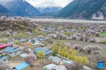An aerial drone photo taken on April 2, 2024 shows the scenery of peach blossoms at Qundo Township of Powo County, Nyingchi, southwest China`s Xizang Autonomous Region. (Xinhua/Ding Ting)