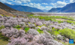 An aerial drone photo taken on April 1, 2024 shows the scenery of peach blossoms at a village in Nyingchi, southwest China`s Xizang Autonomous Region. (Xinhua/Tenzin Nyida)