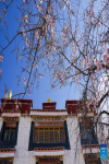 Peach flowers are seen at the Pabonka Hermitage in the northern suburb of Lhasa, capital of southwest China`s Xizang Autonomous Region, April 5, 2024. (Xinhua/Tenzing Nima Qadhup)