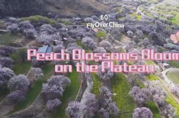A glimpse of peach blossoms on the plateau in SW China's Xizang