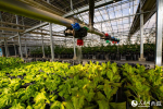 Photo shows a view of a smart greenhouse in Qiongjie county in Shannan city, southwest China`s Xizang Autonomous Region. (Photo/People’s Daily Online)