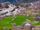 Aerial photo shows peach flowers blooming amid the fields and the village houses nearby in Lhari county, Nagqu city, southwest China`s Xizang Autonomous Region. (Photo/People`s Daily Online)