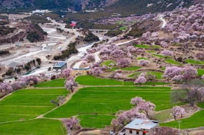 In pics: Blooming peach flowers in Lhari county, SW China's Xizang