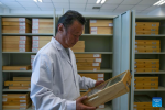 Dawa looks at insect specimens at the regional institute of plateau biology in Lhasa, southwest China`s Xizang Autonomous Region, April 22, 2024. (Xinhua/Tenzing Nima Qadhup)