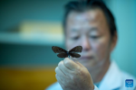 Dawa looks at a butterfly specimen at the regional institute of plateau biology in Lhasa, southwest China`s Xizang Autonomous Region, April 22, 2024. (Xinhua/Tenzing Nima Qadhup)