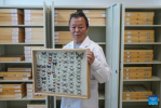 Dawa shows butterfly specimens at the regional institute of plateau biology in Lhasa, southwest China`s Xizang Autonomous Region, April 22, 2024. (Xinhua/Jigme Dorje)