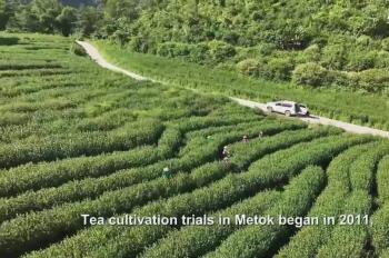 Tea industry drives rural revitalization in Metok in China's Xizang