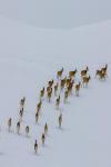 Tibetan antelopes gallop in the snowfield at the Qiangtang National Nature Reserve in the northern part of southwest China`s Xizang Autonomous Region, May 8, 2024. (Xinhua/Jiang Fan)