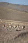 Pregnant Tibetan antelopes migrate to their habitual birth grounds at the Qiangtang National Nature Reserve in the northern part of southwest China`s Xizang Autonomous Region, May 12, 2024. (Xinhua/Jiang Fan)
