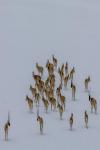Tibetan antelopes are seen in the snowfield at the Qiangtang National Nature Reserve in the northern part of southwest China`s Xizang Autonomous Region, May 8, 2024. (Xinhua/Jiang Fan)