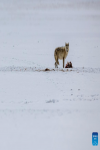 This photo taken on May 9, 2024 shows a wolf at the Changtang National Nature Reserve in Nyima County of Nagqu City, southwest China`s Xizang Autonomous Region. Dubbed the `paradise of wild animals,` Changtang National Nature Reserve is home to over 30 kinds of wild animals listed on China`s national-level protection catalogue, including Tibetan antelopes and wild yaks. (Xinhua/Jiang Fan)
