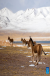 This photo taken on May 9, 2024 shows Tibetan wild donkeys at the Changtang National Nature Reserve in Nyima County of Nagqu City, southwest China`s Xizang Autonomous Region. Dubbed the `paradise of wild animals,` Changtang National Nature Reserve is home to over 30 kinds of wild animals listed on China`s national-level protection catalogue, including Tibetan antelopes and wild yaks. (Xinhua/Jiang Fan)