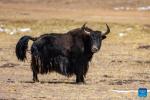 This photo taken on May 9, 2024 shows a wild yak at the Changtang National Nature Reserve in Nyima County of Nagqu City, southwest China`s Xizang Autonomous Region. Dubbed the `paradise of wild animals,` Changtang National Nature Reserve is home to over 30 kinds of wild animals listed on China`s national-level protection catalogue, including Tibetan antelopes and wild yaks. (Xinhua/Jiang Fan)