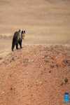 This photo taken on May 7, 2024 shows a brown bear at the Changtang National Nature Reserve in Nyima County of Nagqu City, southwest China`s Xizang Autonomous Region. Dubbed the `paradise of wild animals,` Changtang National Nature Reserve is home to over 30 kinds of wild animals listed on China`s national-level protection catalogue, including Tibetan antelopes and wild yaks. (Xinhua/Jiang Fan)