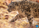 This photo taken on May 7, 2024 shows a snow leopard at the Changtang National Nature Reserve in Nyima County of Nagqu City, southwest China`s Xizang Autonomous Region. Dubbed the `paradise of wild animals,` Changtang National Nature Reserve is home to over 30 kinds of wild animals listed on China`s national-level protection catalogue, including Tibetan antelopes and wild yaks. (Xinhua/Jiang Fan)
