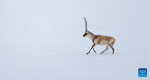 This photo taken on May 8, 2024 shows a Tibetan antelope at the Changtang National Nature Reserve in Nyima County of Nagqu City, southwest China`s Xizang Autonomous Region. Dubbed the `paradise of wild animals,` Changtang National Nature Reserve is home to over 30 kinds of wild animals listed on China`s national-level protection catalogue, including Tibetan antelopes and wild yaks. (Xinhua/Tenzin Nyida)